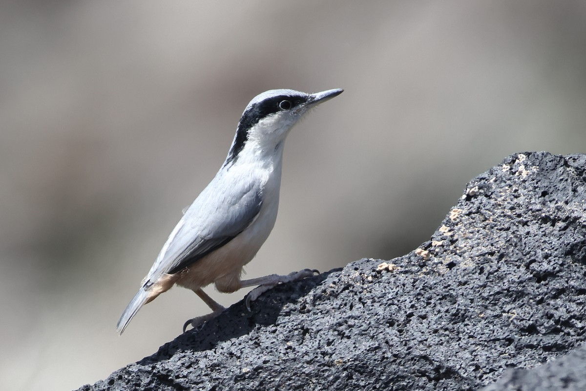 Eastern Rock Nuthatch - ML622735419