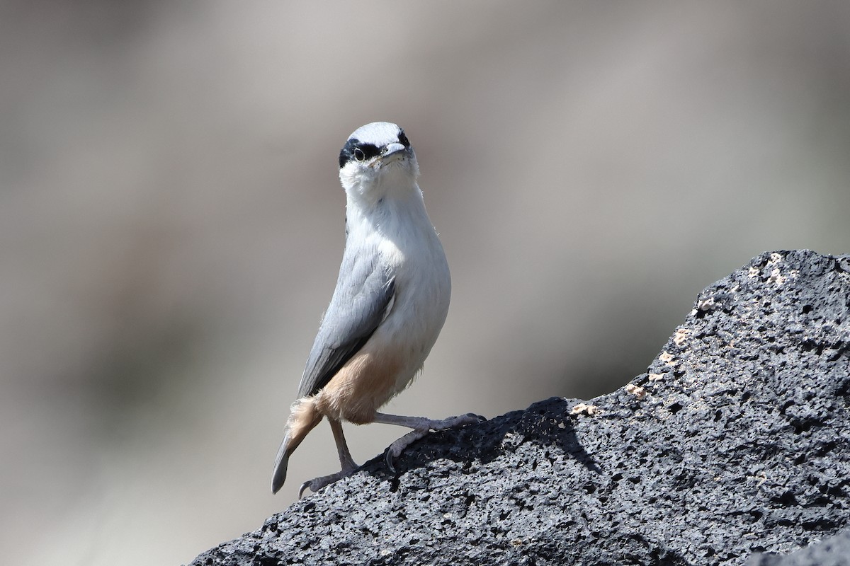 Eastern Rock Nuthatch - ML622735420