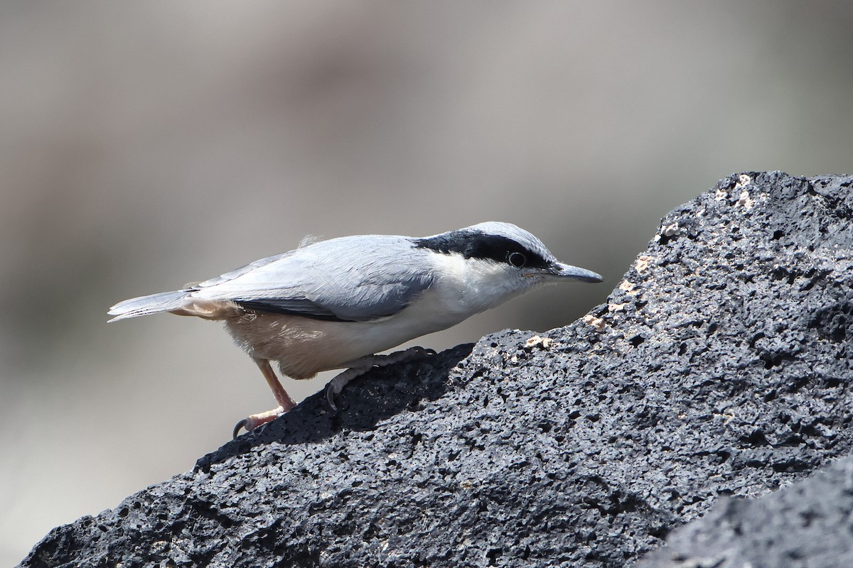 Eastern Rock Nuthatch - Ohad Sherer