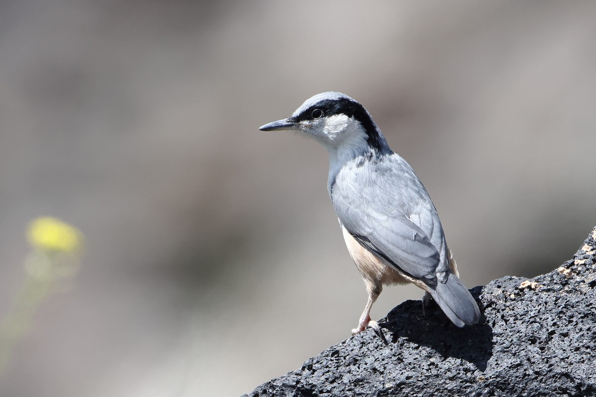 Eastern Rock Nuthatch - ML622735422