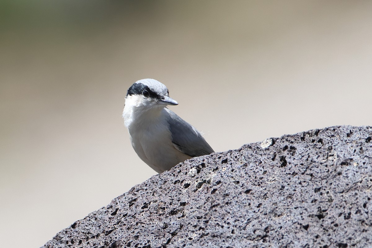 Eastern Rock Nuthatch - ML622735423