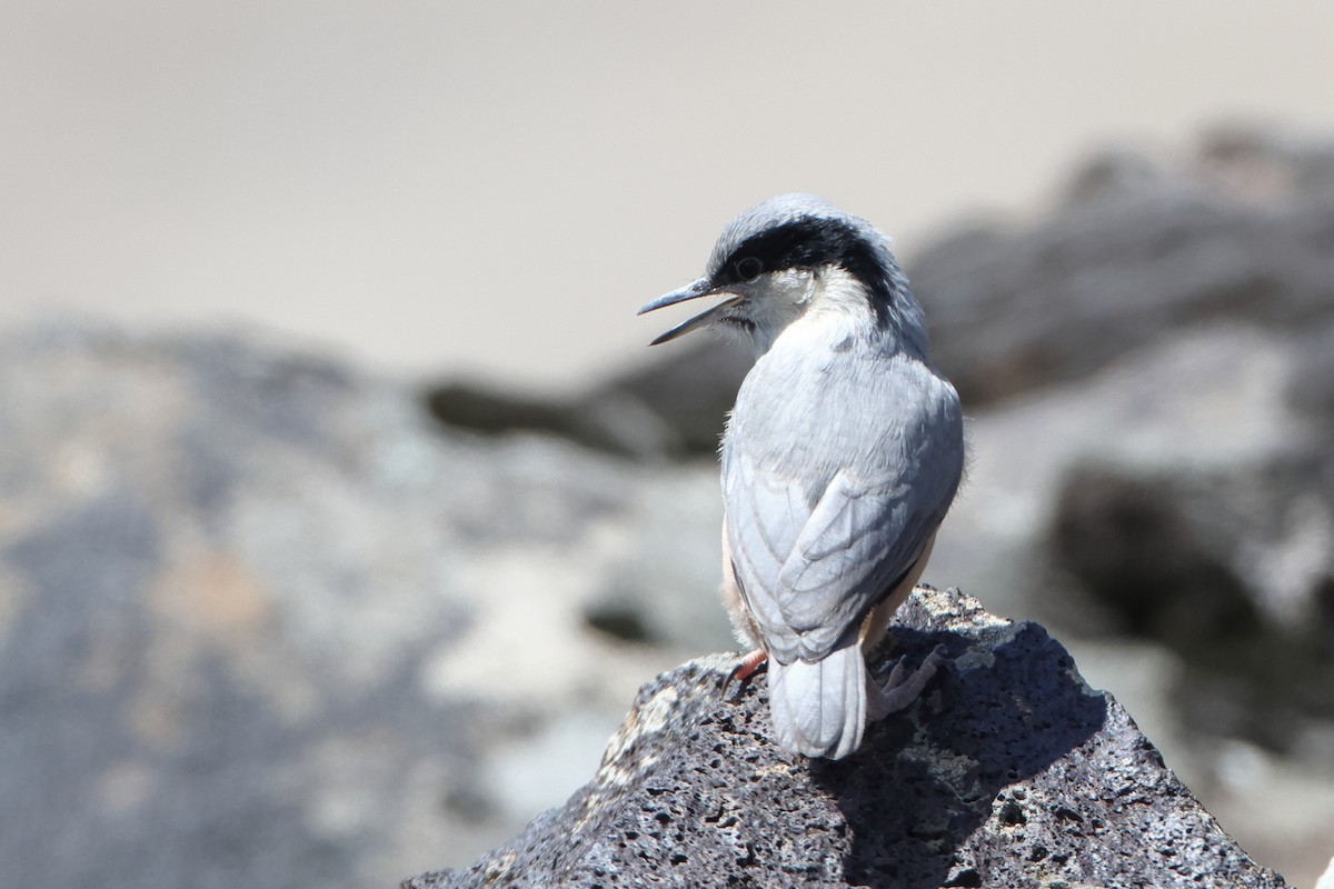 Eastern Rock Nuthatch - ML622735424