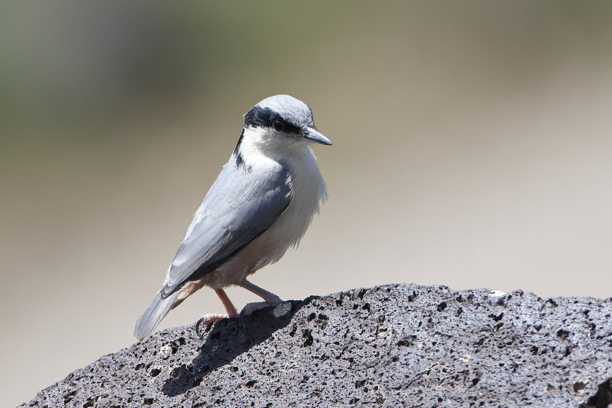 Eastern Rock Nuthatch - ML622735425