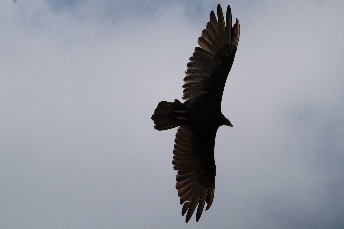 Turkey Vulture - James Teitgen