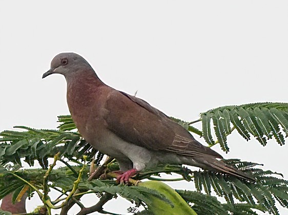 Pale-vented Pigeon - ML622735504