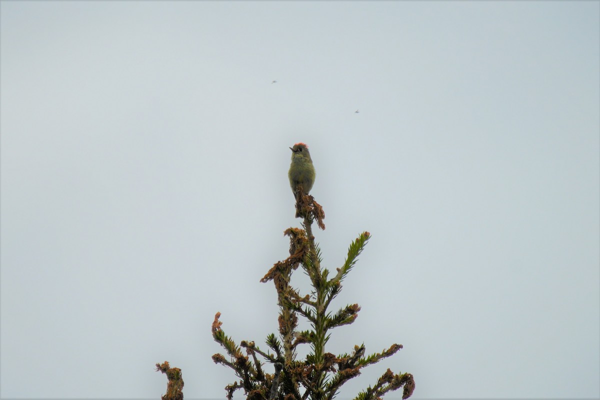Ruby-crowned Kinglet - ML622735511