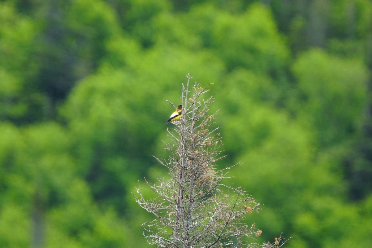 Evening Grosbeak - ML622735526
