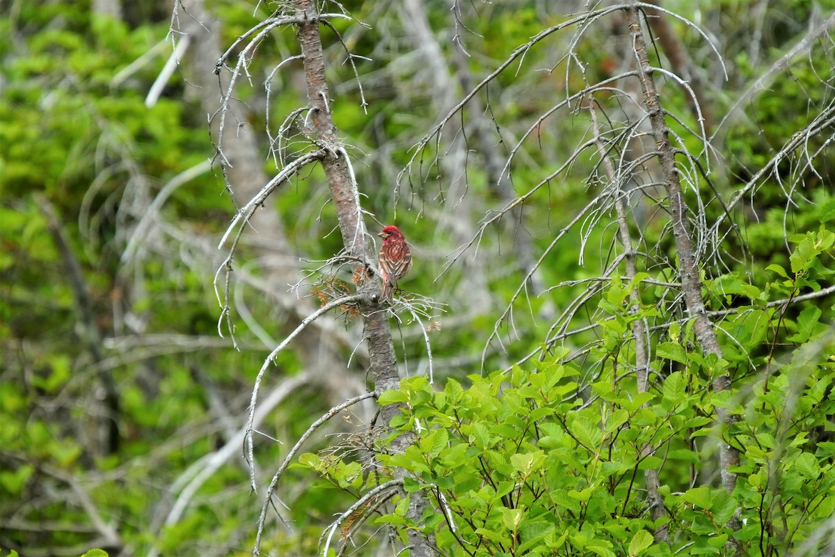 Purple Finch - ML622735533