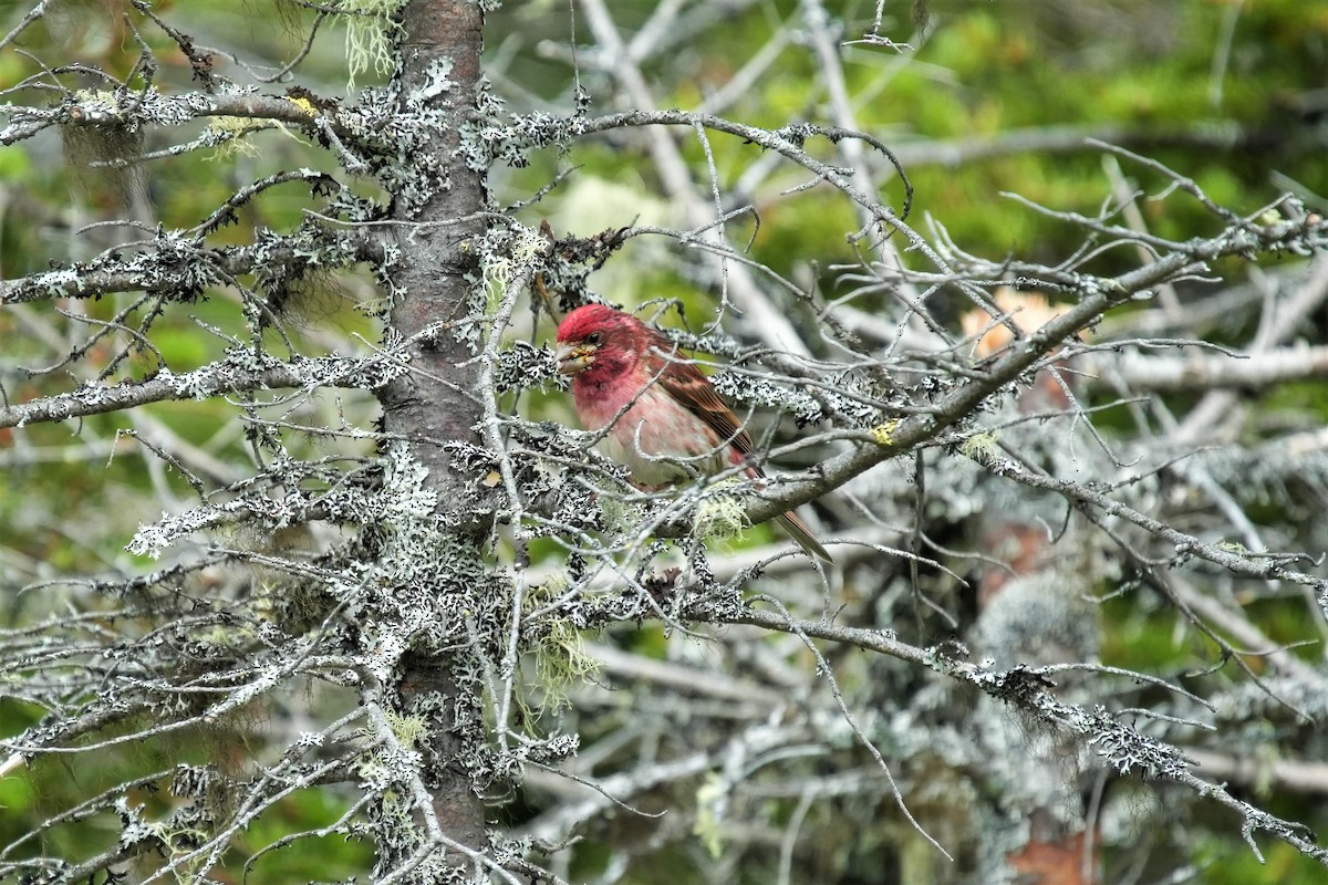 Purple Finch - ML622735536
