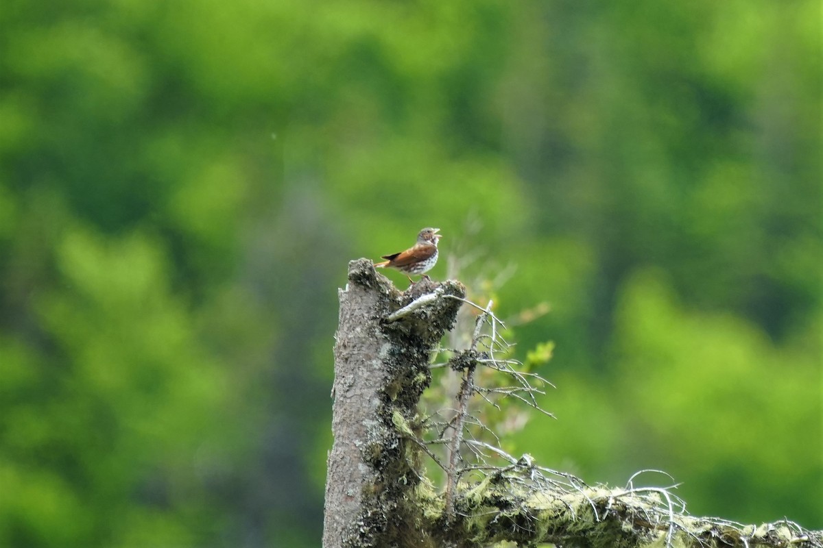 Fox Sparrow - ML622735543