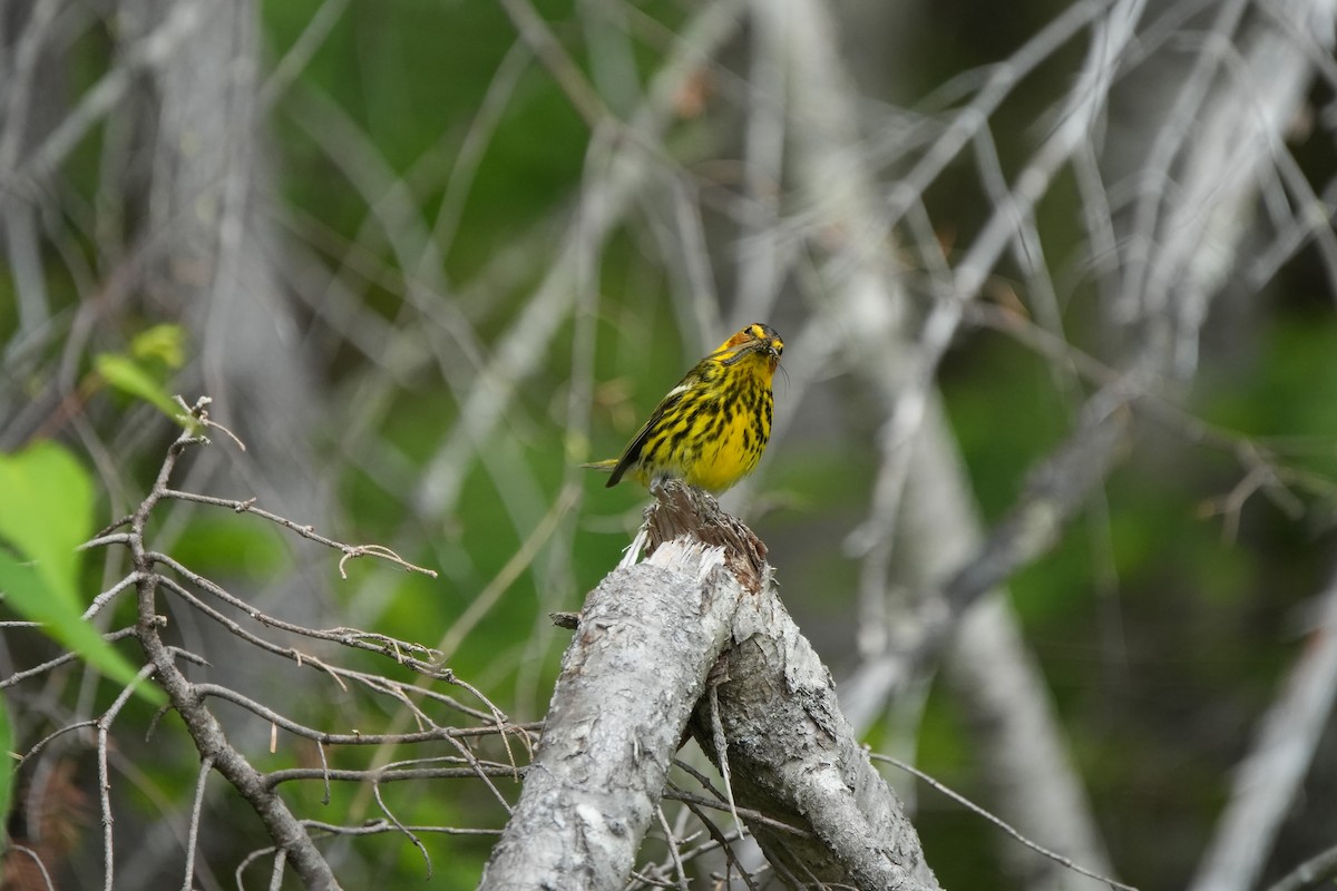 Cape May Warbler - ML622735554