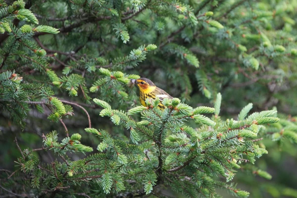Cape May Warbler - ML622735555