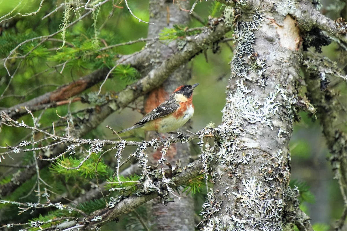 Bay-breasted Warbler - ML622735564