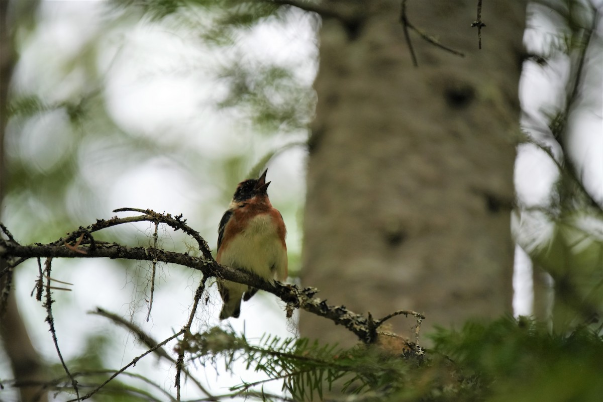 Bay-breasted Warbler - ML622735565