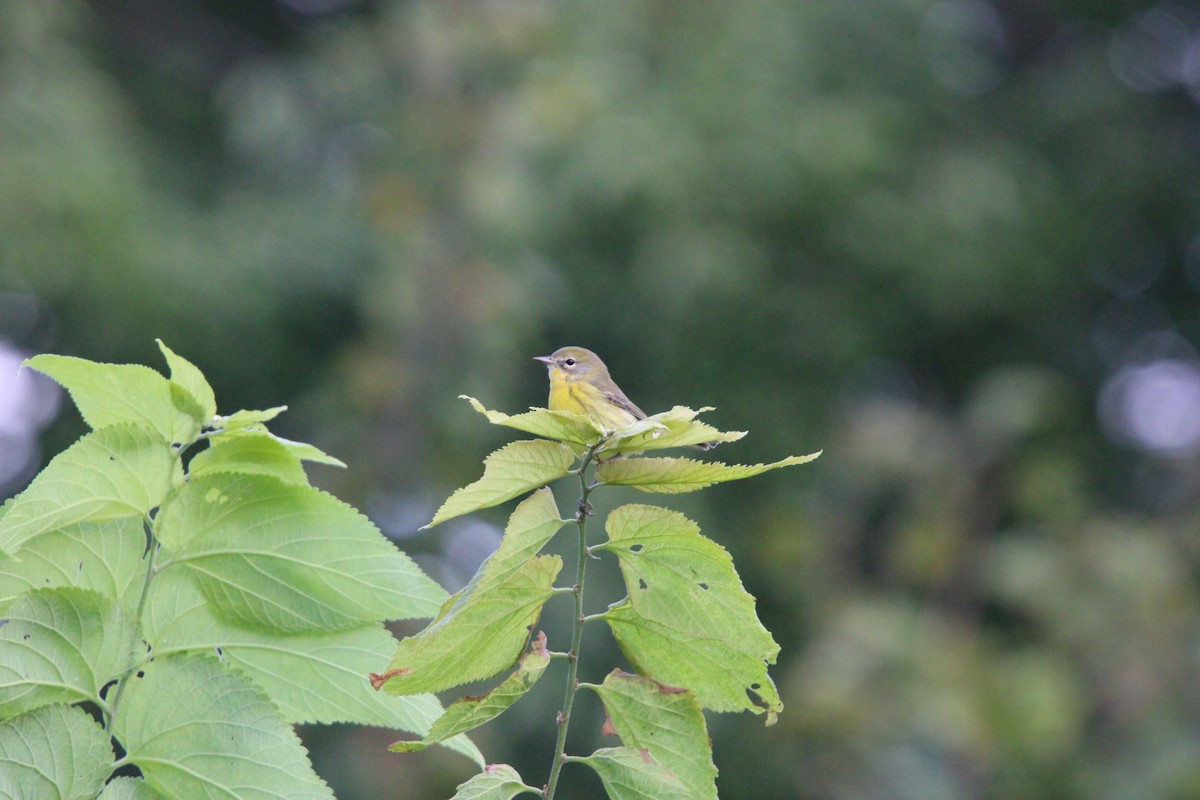 Prairie Warbler - ML622735575