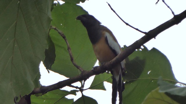 Rufous Treepie - ML622735583