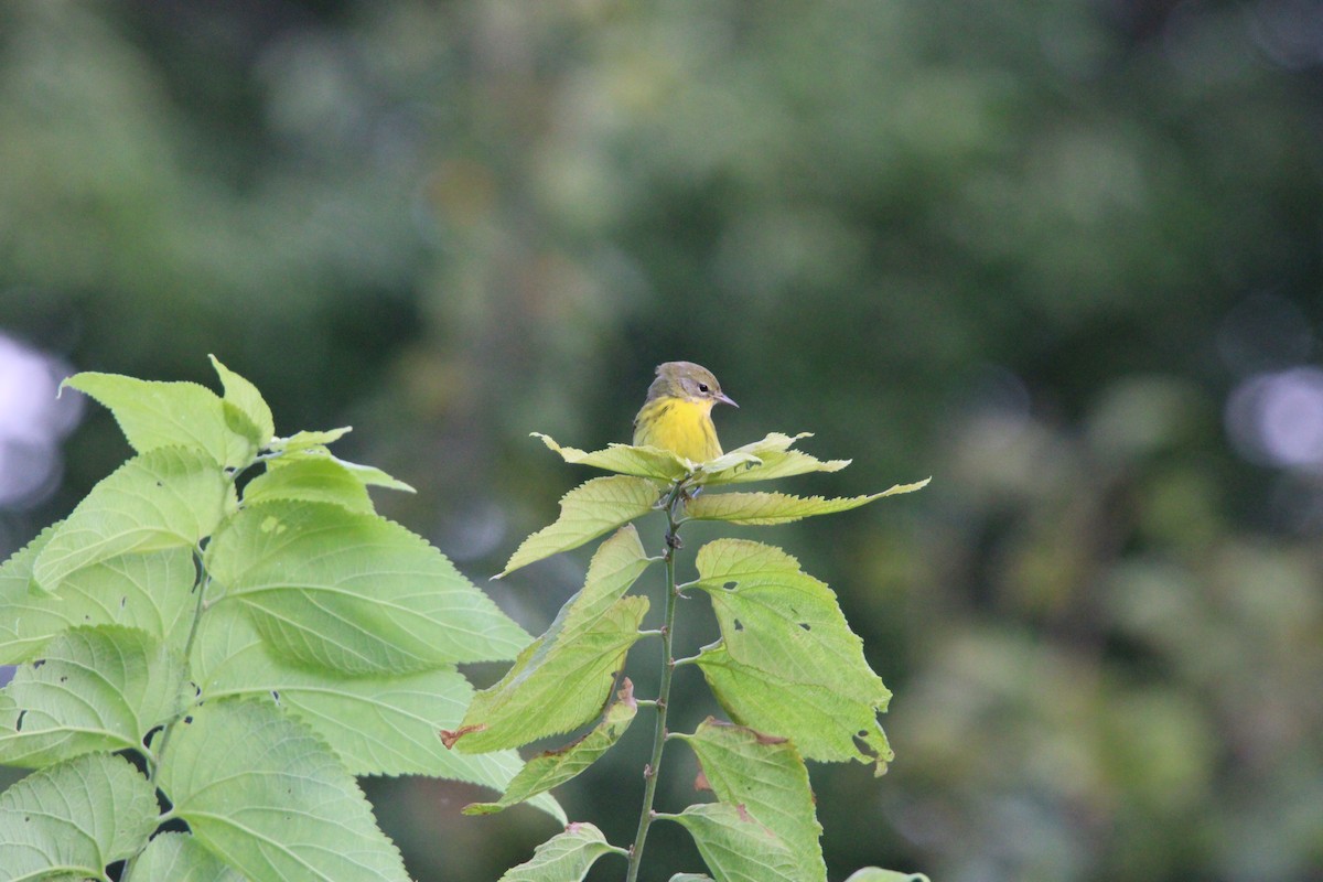 Prairie Warbler - ML622735585