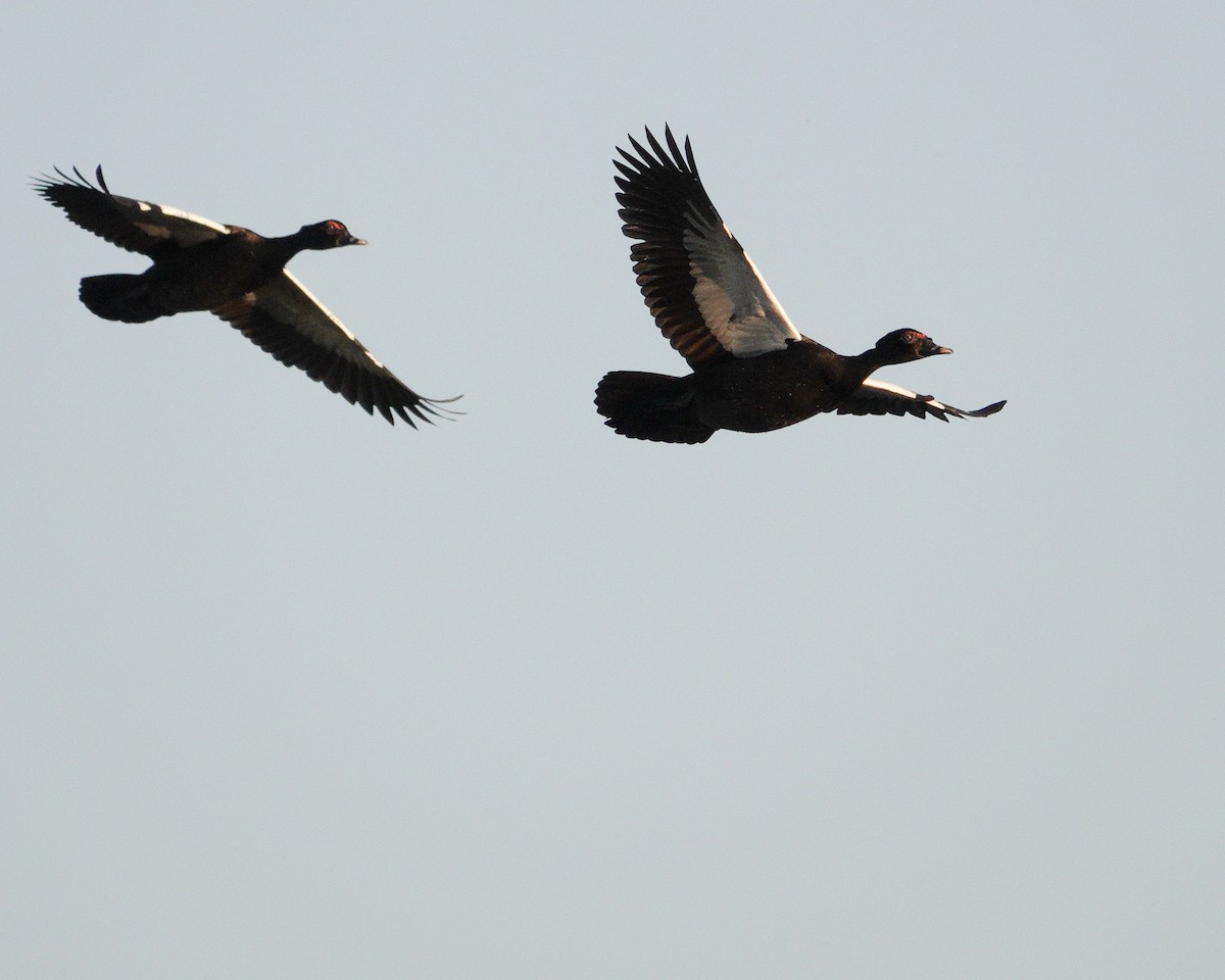 Muscovy Duck - Linda Eyster