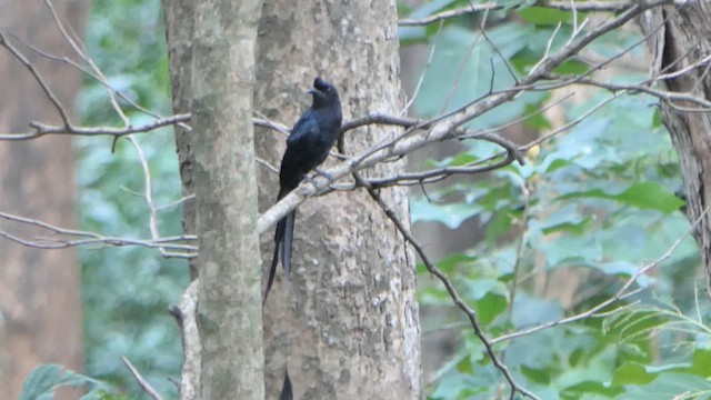 Drongo de Raquetas Grande - ML622735655