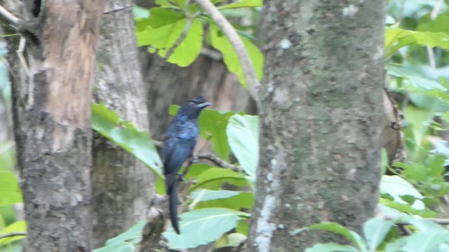 Drongo de Raquetas Grande - ML622735695