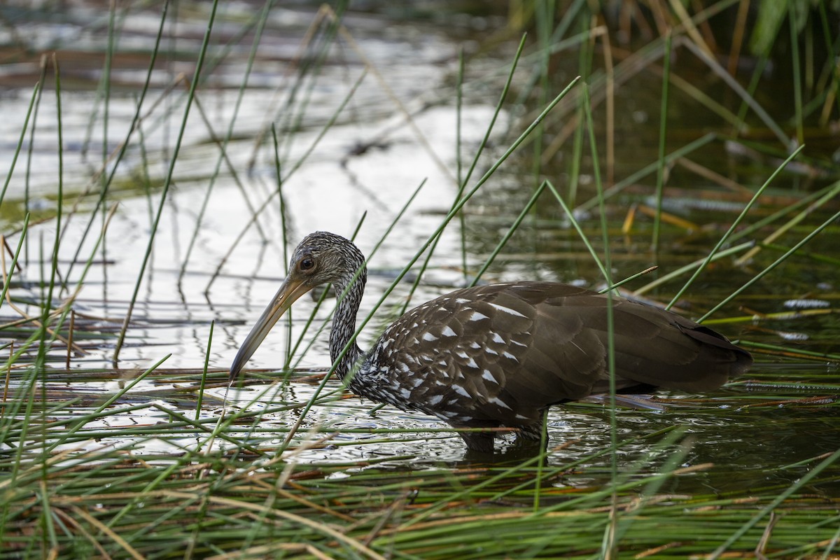 Limpkin - ML622735747