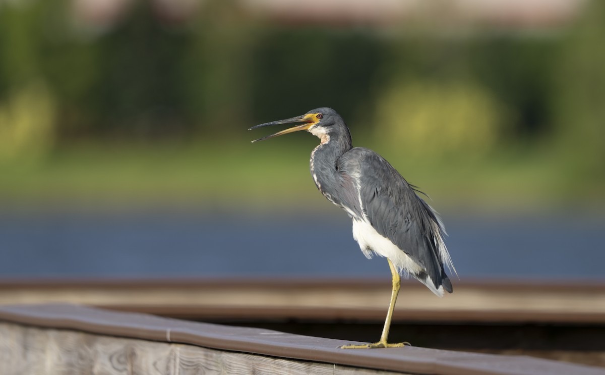 Tricolored Heron - ML622735762