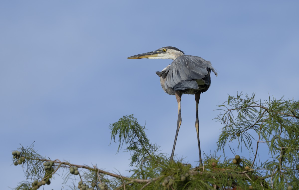 Great Blue Heron - ML622735780