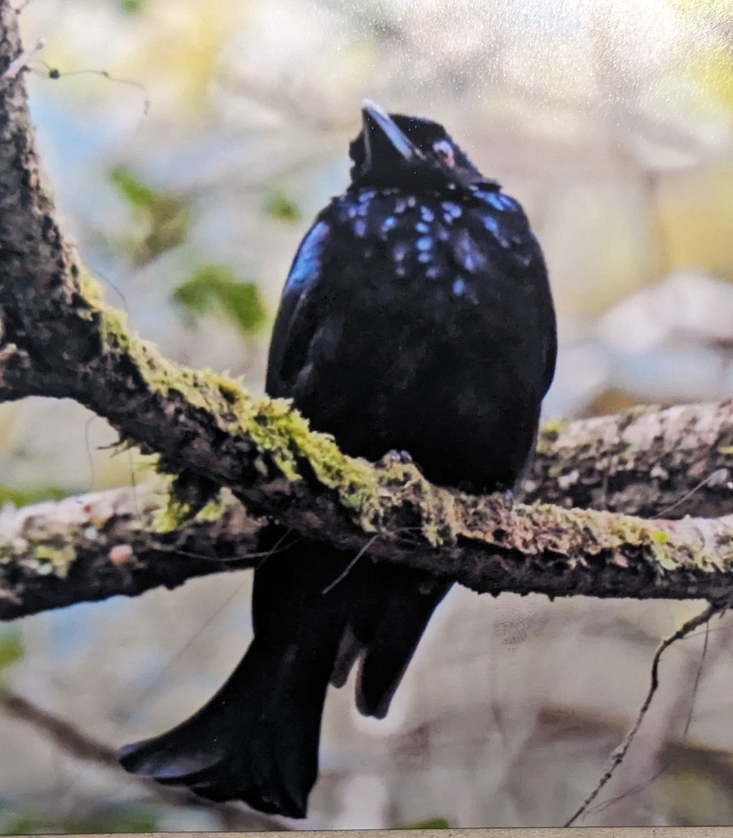 Hair-crested Drongo (Bornean) - ML622735786