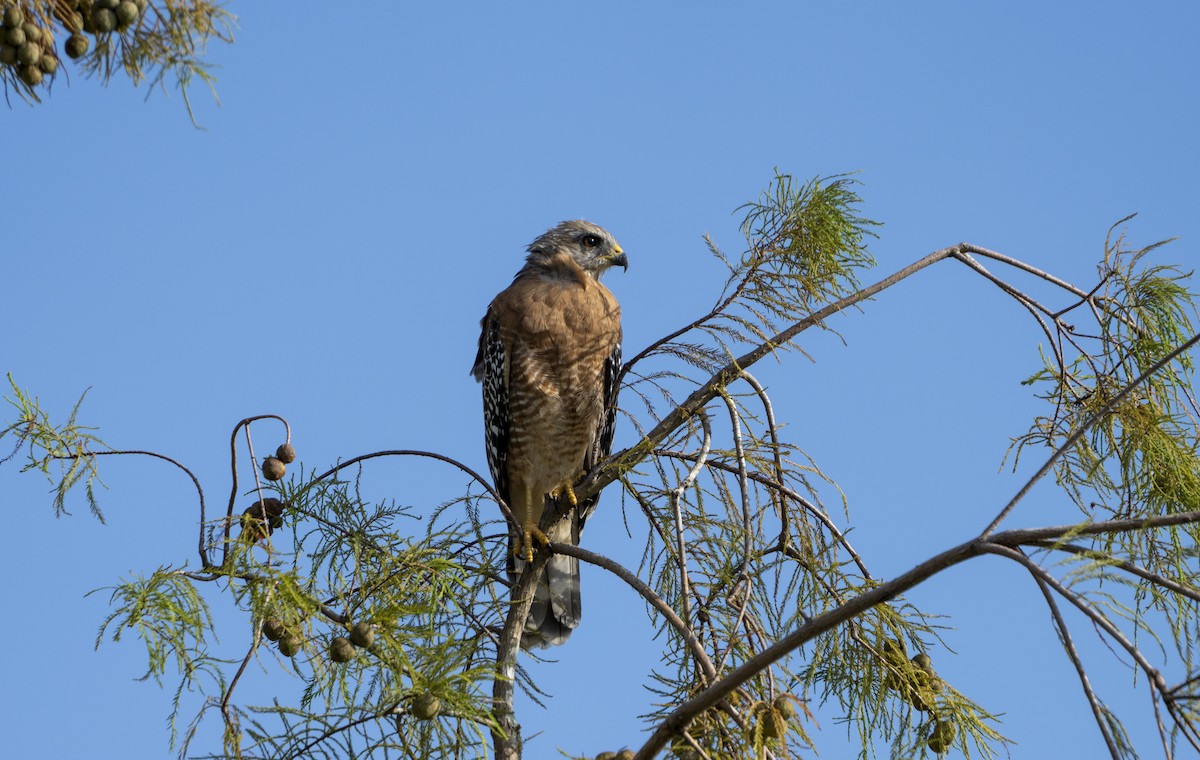 Red-shouldered Hawk - ML622735807