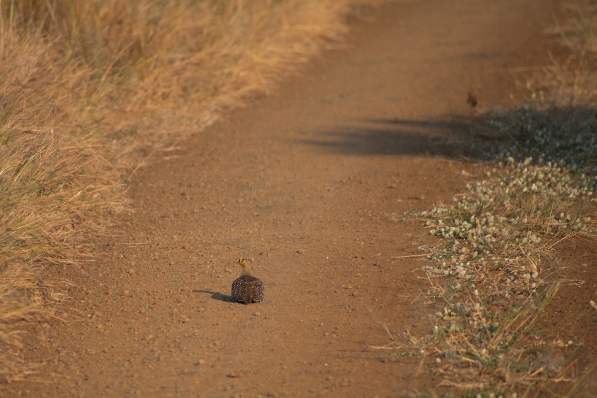 Double-banded Sandgrouse - Nicholas Canino