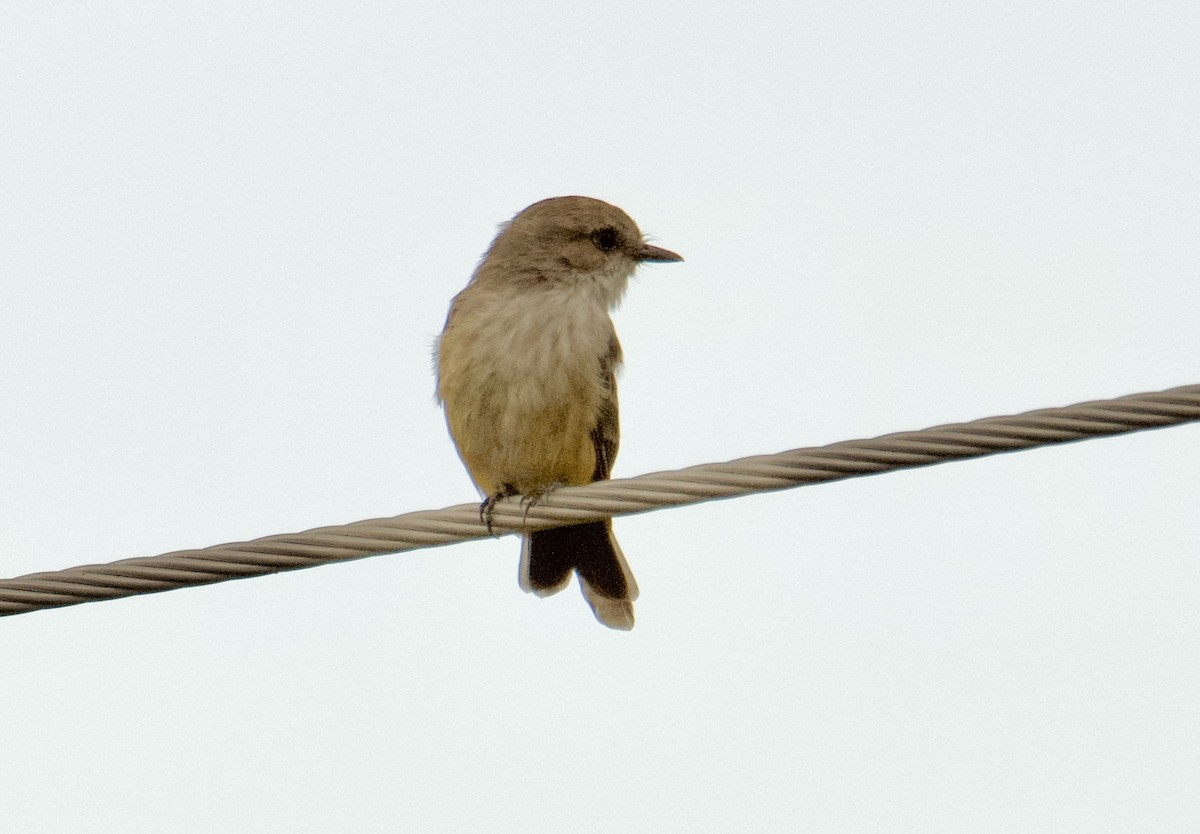 Vermilion Flycatcher - ML622735858