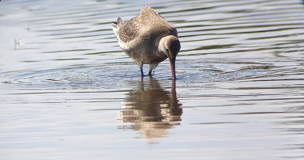 Hudsonian Godwit - ML622735920