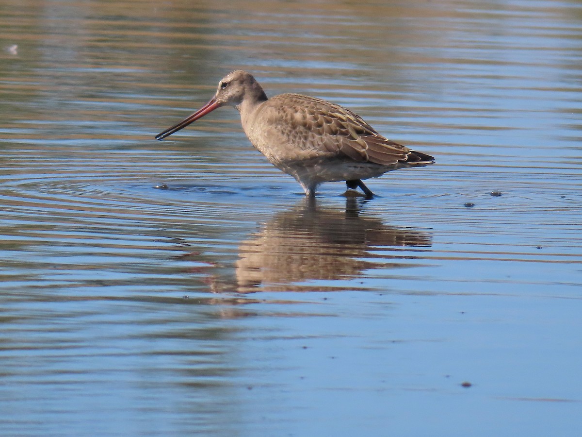 Hudsonian Godwit - ML622735922