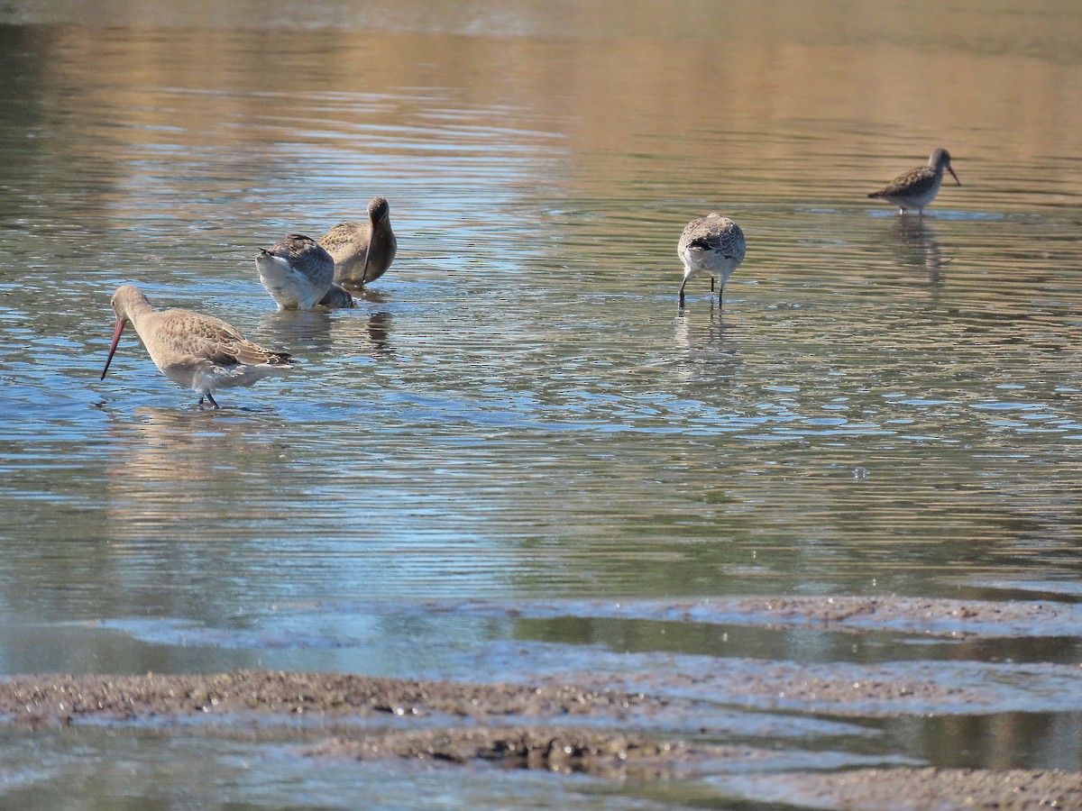 Hudsonian Godwit - ML622735928