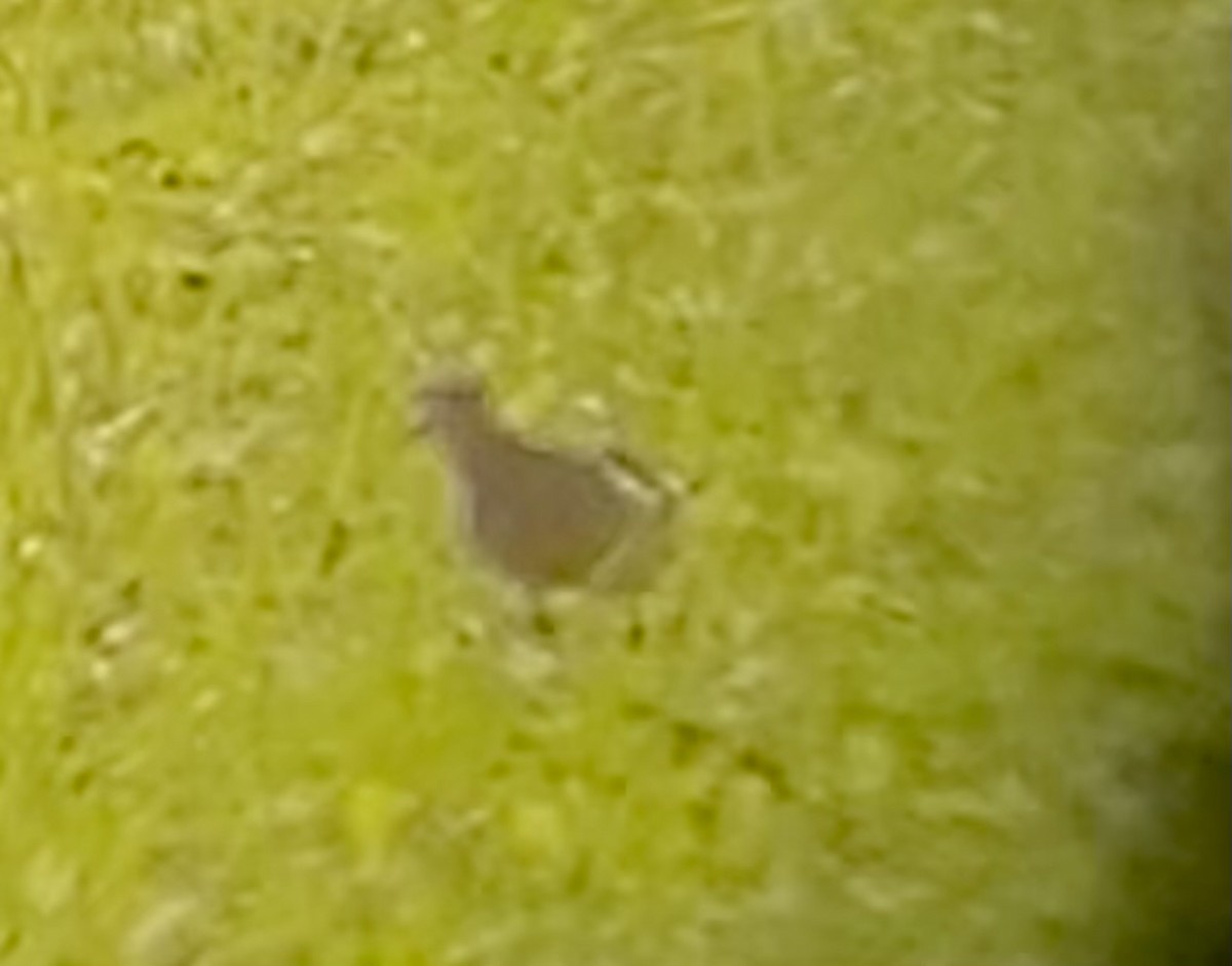 Buff-breasted Sandpiper - ML622735982