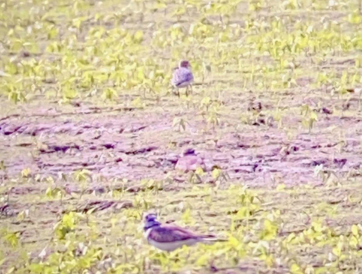 Buff-breasted Sandpiper - ML622735983