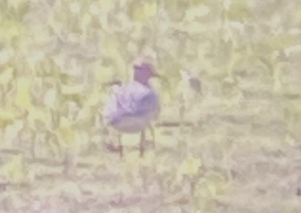 Buff-breasted Sandpiper - ML622735984