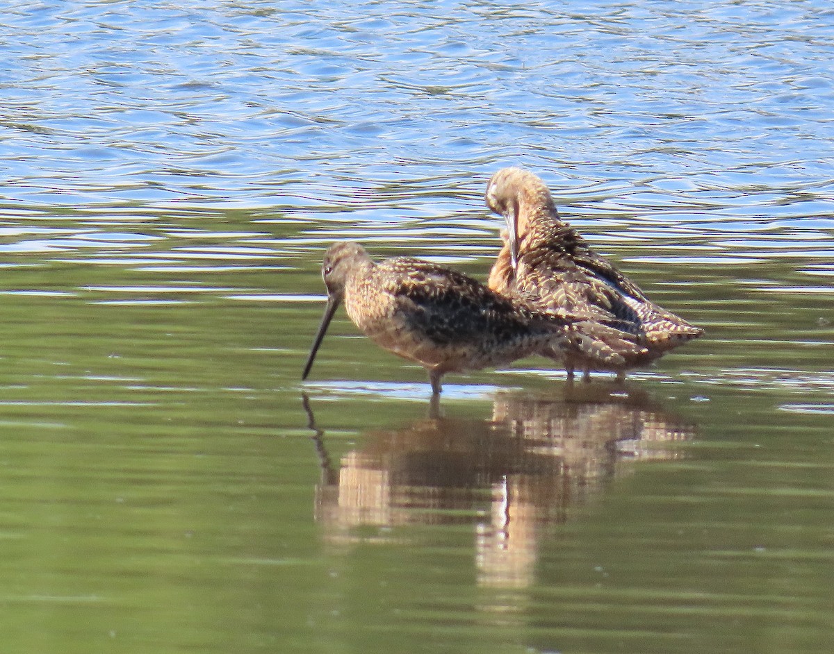 Long-billed Dowitcher - ML622735986