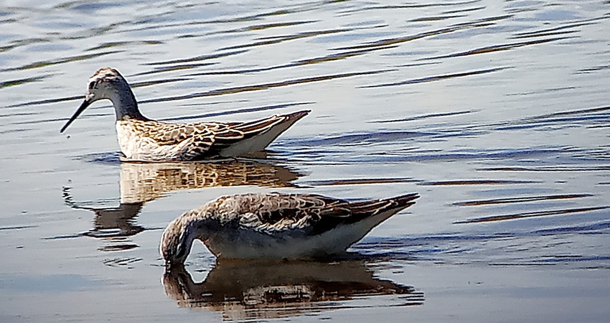 Wilson's Phalarope - ML622735989