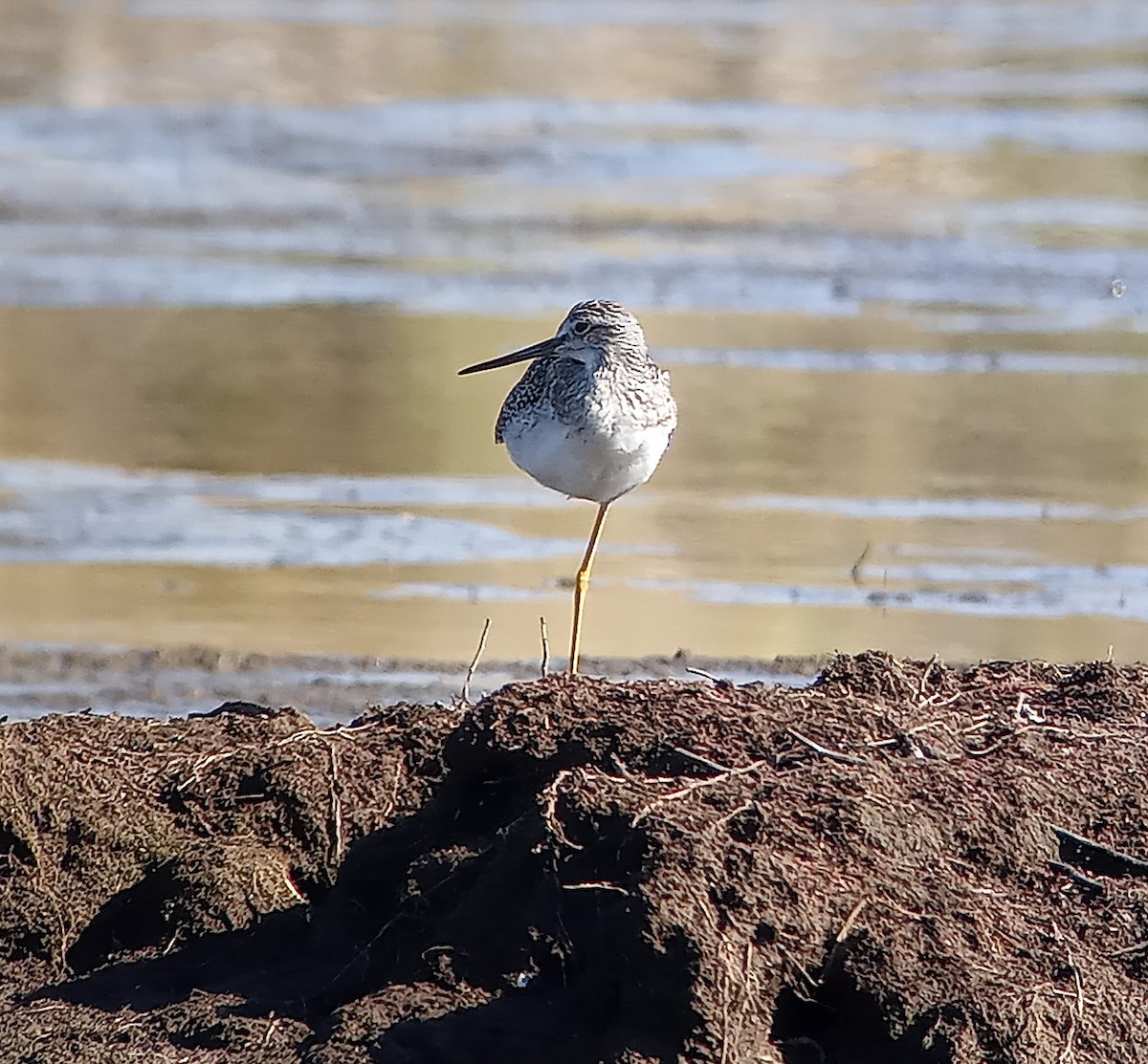 Greater Yellowlegs - ML622736007