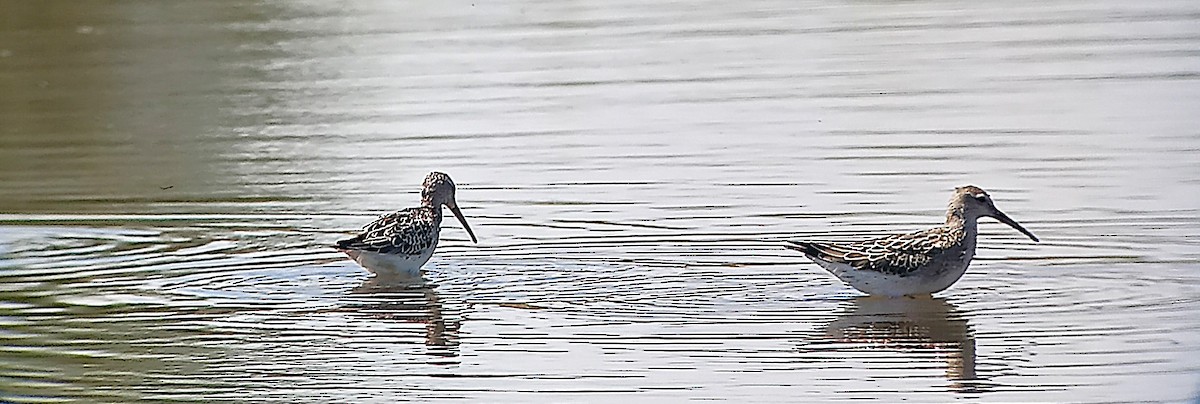 Stilt Sandpiper - ML622736008