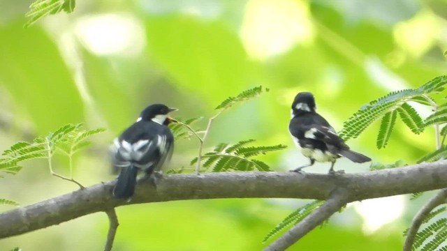 White-naped Tit - ML622736034
