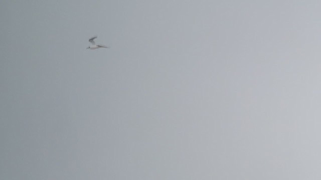 Forster's Tern - ML622736061
