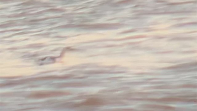 Black Guillemot - ML622736084