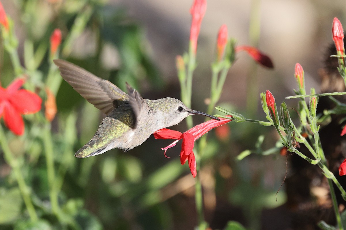 Costa's Hummingbird - Linda Pittman