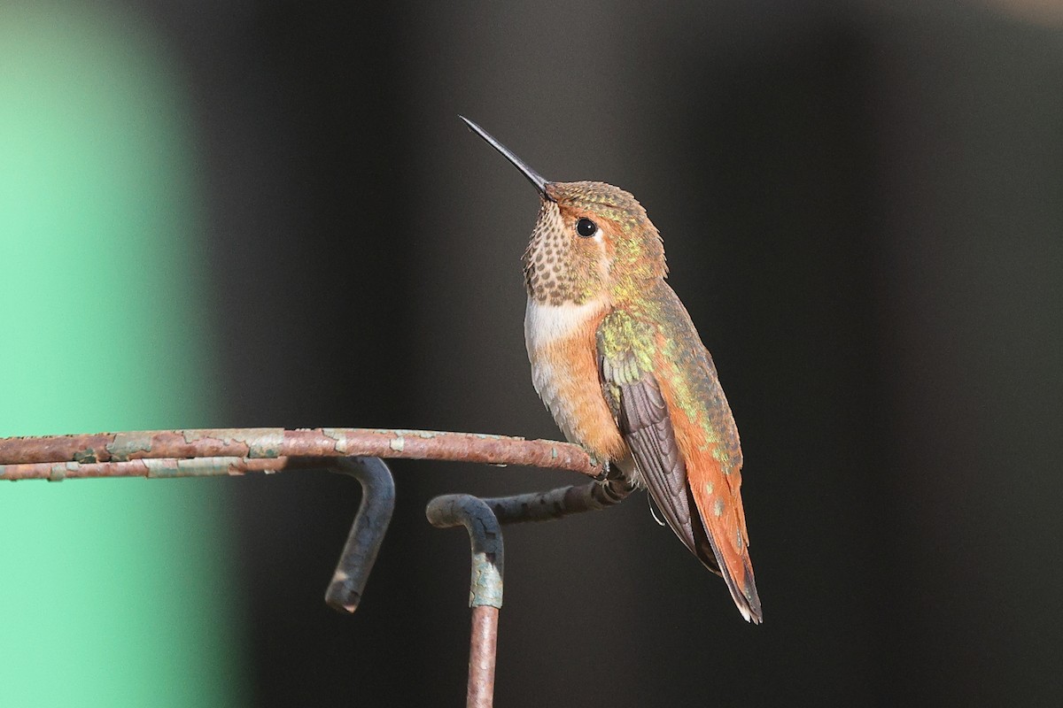 Rufous Hummingbird - Linda Pittman