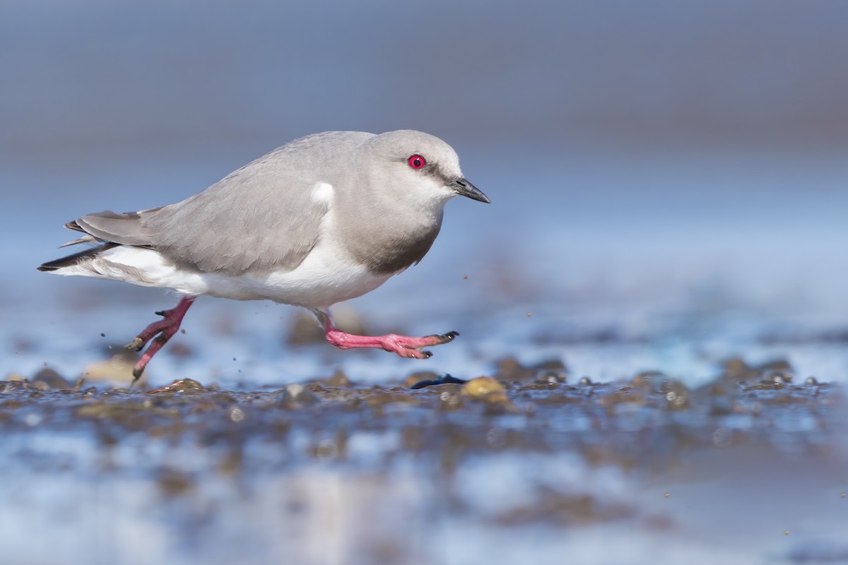 Magellanic Plover - ML622736110