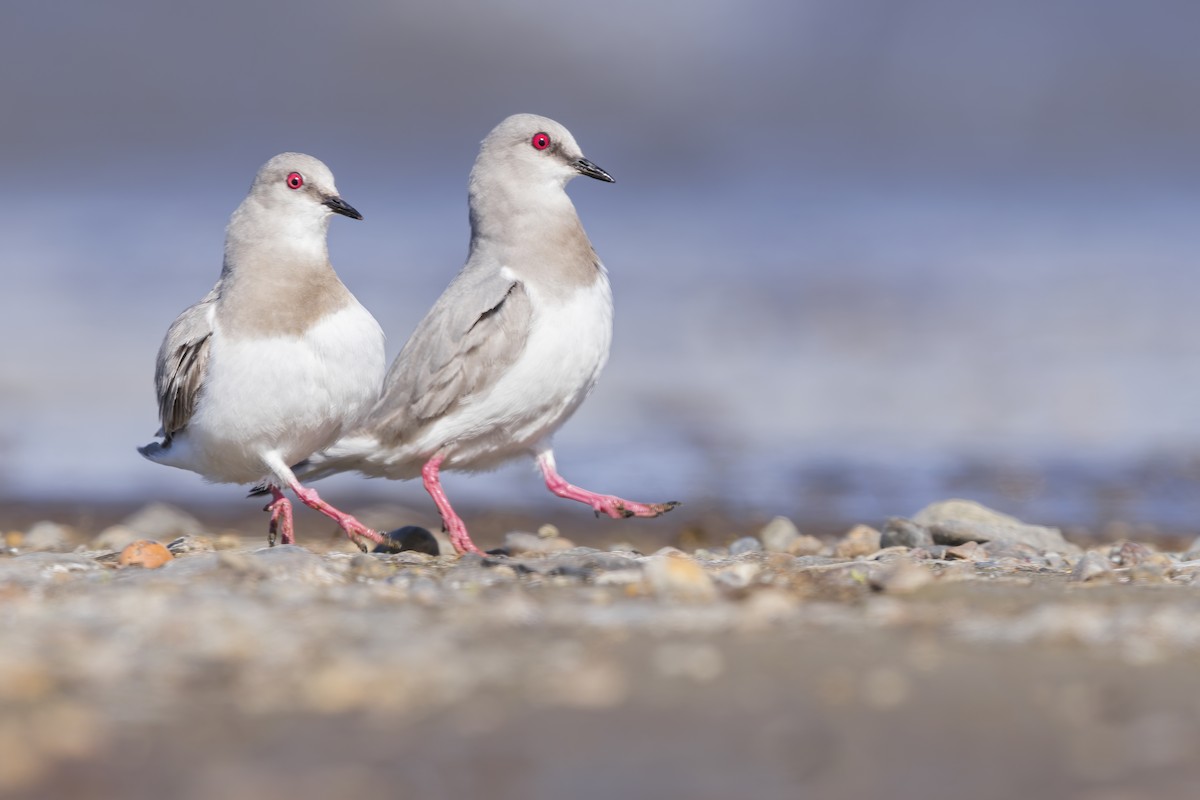 Magellanic Plover - ML622736131