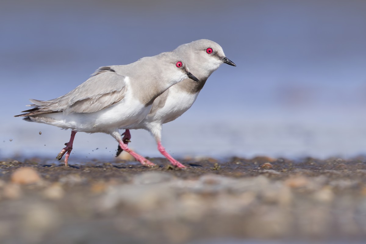 Magellanic Plover - ML622736150