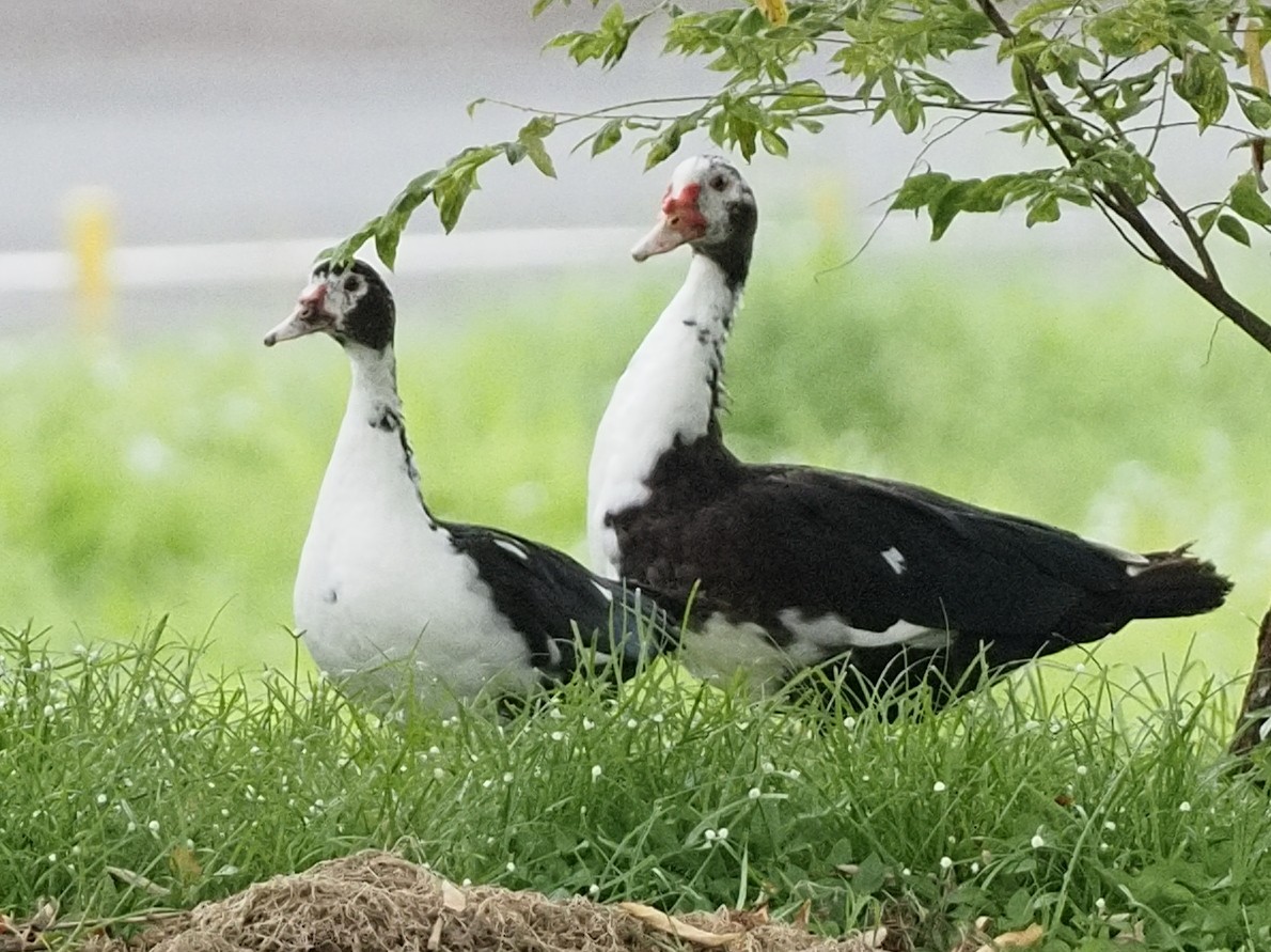 Muscovy Duck (Domestic type) - ML622736196